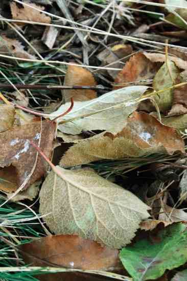 A modicum of lime sprinkled on the first fallen leaves ensures that a hefty majority of the current year's scab lesions will be unsuccessful at establishing pseudothecia (spore sacs)to spread disease anew nest spring.
